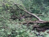 dofe-26